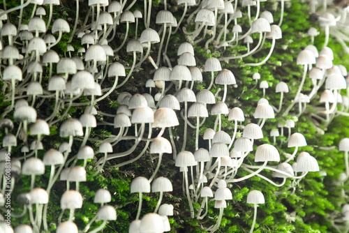 Mushrooms on moss