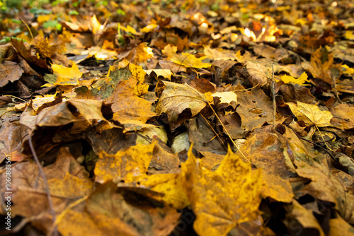 Autumn background