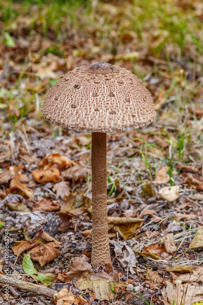 Macrolepiota procera growing in the forest in autumn, a large specimen.The mushroom grows Carpathian Mountains in the forest. Macrolepiota procera growing in the forest in autumn, a large specimen.The mushroom grows Carpathian Mountains in the forest.