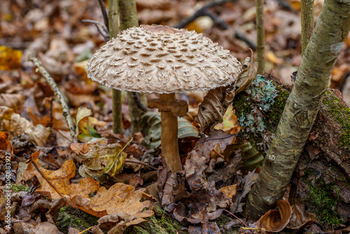 Macrolepiota procera growing in the forest in autumn, a large specimen.The mushroom grows Carpathian Mountains in the forest.