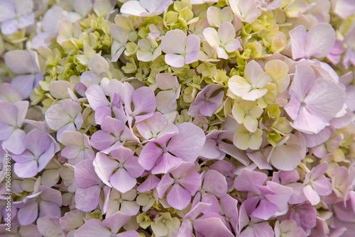 Ortensia flowers