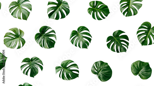 Vibrant green monstera leaves, a tropical natural botanical backdrop for lush jungle aesthetics and greenery design