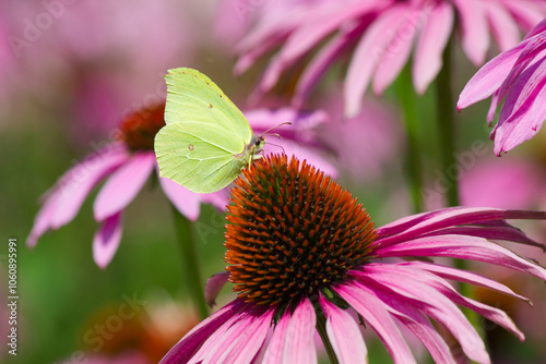 Light green butterfly on the echinacea flower photo