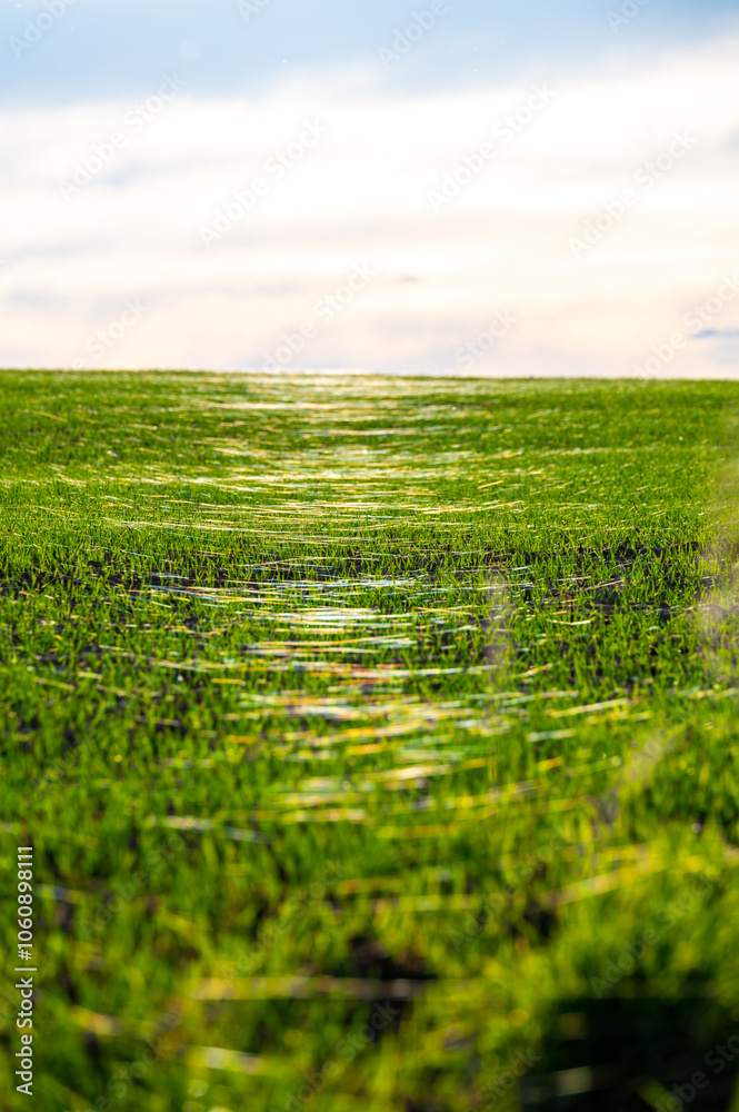 A close-up photo of a wheat field covered in delicate spider webs from late summer, known as