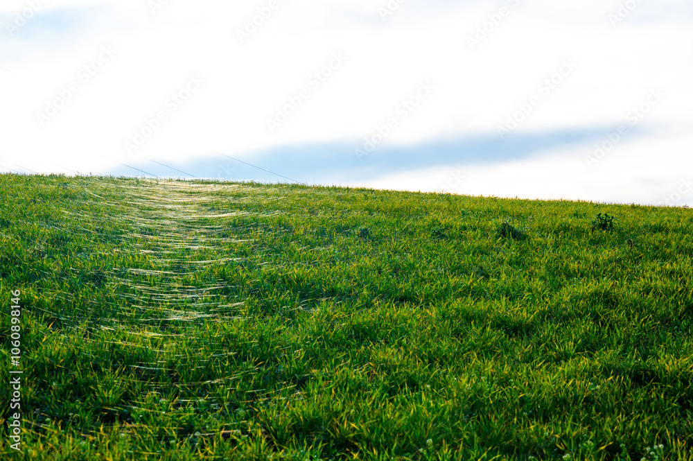 A close-up photo of a wheat field covered in delicate spider webs from late summer, known as