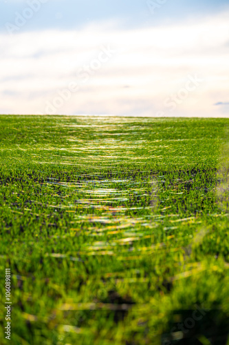 Obraz na płótnie A close-up photo of a wheat field covered in delicate spider webs from late summer, known as