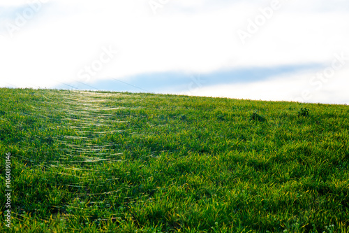 A close-up photo of a wheat field covered in delicate spider webs from late summer, known as 