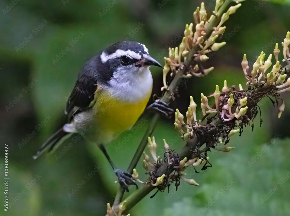 Obraz premium bird on flower