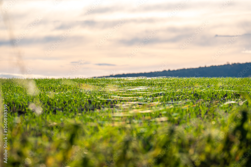 A close-up photo of a wheat field covered in delicate spider webs from late summer, known as