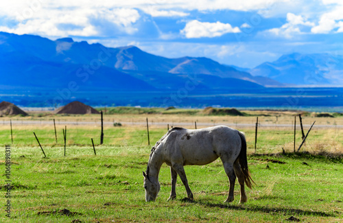 Horses grazing on green grass in a mountain valley, USA