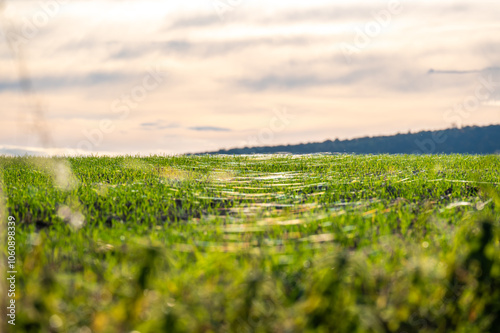 Obraz na płótnie A close-up photo of a wheat field covered in delicate spider webs from late summer, known as