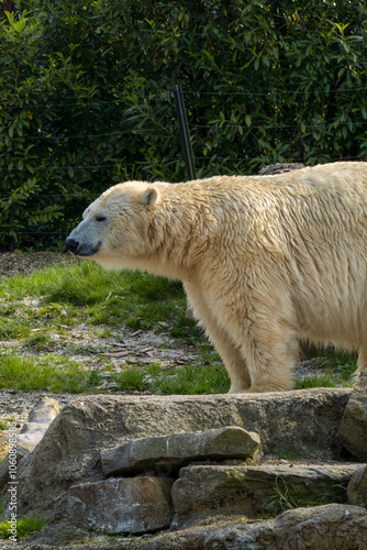 A large white Polar Bear lies down in grass on a hot sunny day.