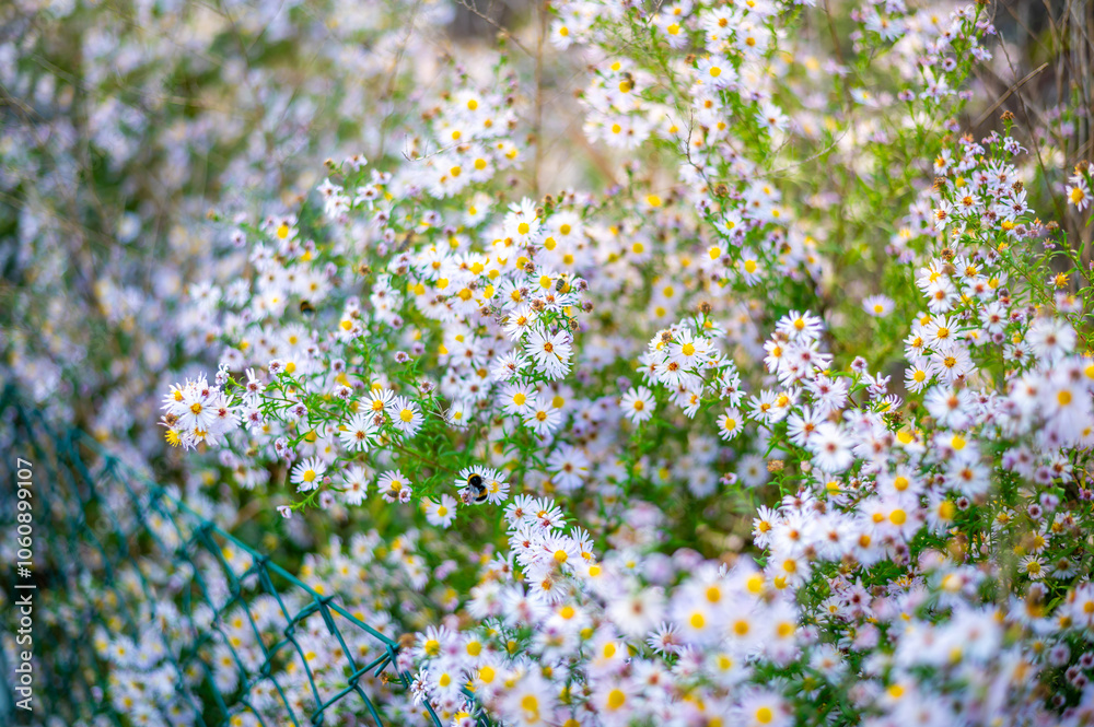 A lush patch of wildflowers with small white and pink daisy-like blooms, scattered among green foliage.