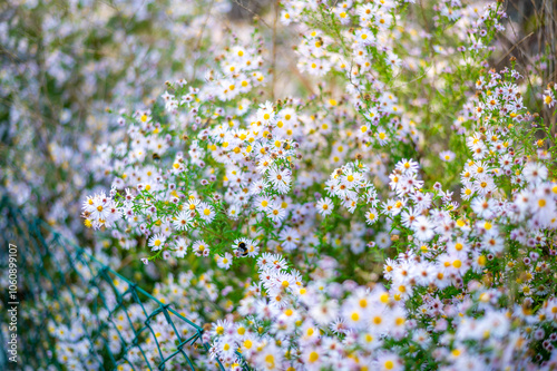 Obraz na płótnie A lush patch of wildflowers with small white and pink daisy-like blooms, scattered among green foliage. w salonie