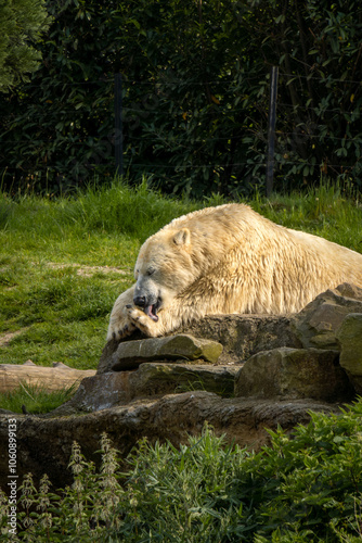 A large white Polar Bear lies down in grass on a hot sunny day.