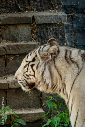 A majestic white tiger prowls gracefully through its habitat, its striking white coat adorned with bold black stripes. The piercing blue eyes of this rare and powerful predator capture the essence of