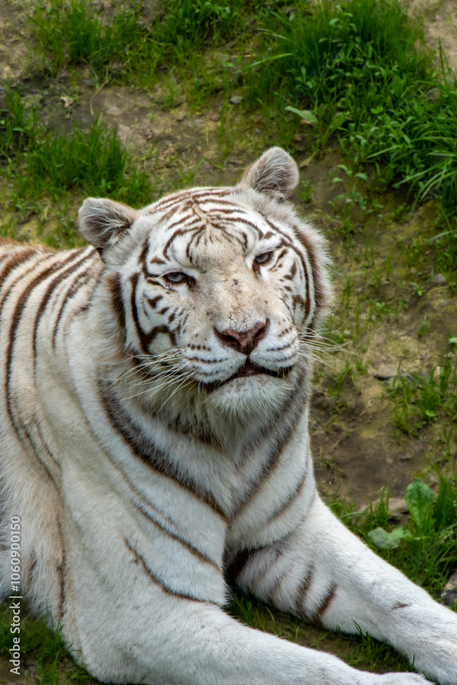 Obraz premium A majestic white tiger prowls gracefully through its habitat, its striking white coat adorned with bold black stripes. The piercing blue eyes of this rare and powerful predator capture the essence of