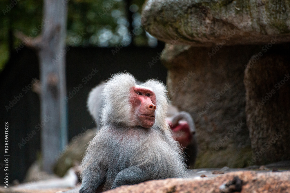 Baboon in zoo enclosure displaying social behavior and curiosity Baboon in zoo enclosure displaying social behavior and curiosity