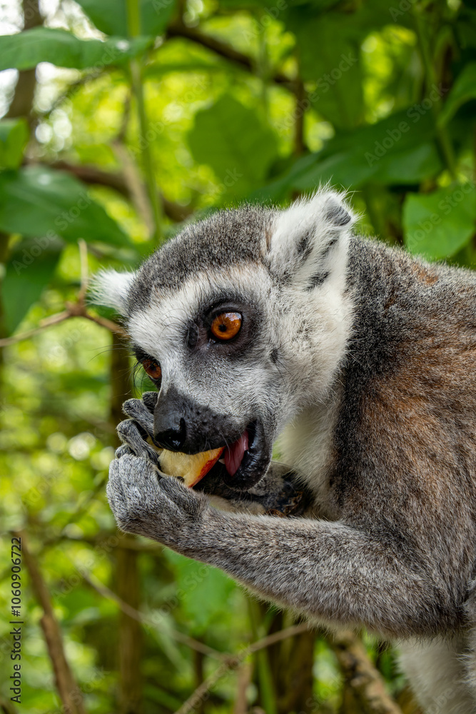Fototapeta premium close up on the head of a lemur
