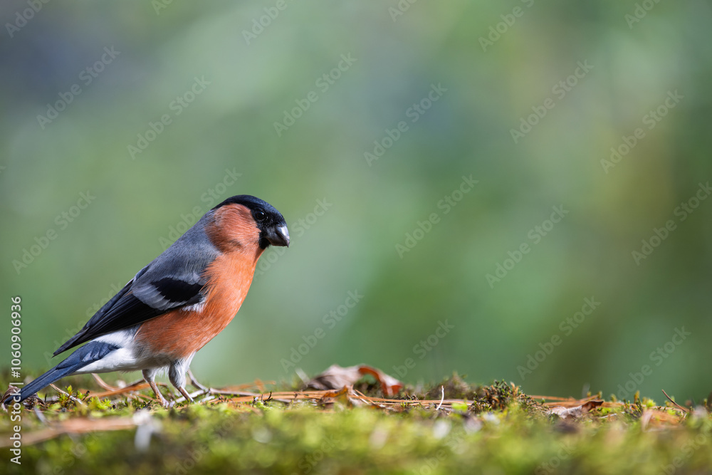 Orange bird Bullfinches (Pyrrhula) , resting on mossy ground in autumn Orange bird Bullfinches (Pyrrhula) , resting on mossy ground in autumn