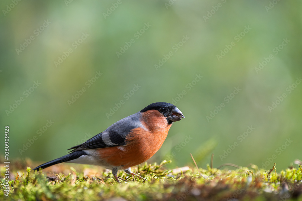 Orange bird Bullfinches (Pyrrhula) , resting on mossy ground in autumn Orange bird Bullfinches (Pyrrhula) , resting on mossy ground in autumn