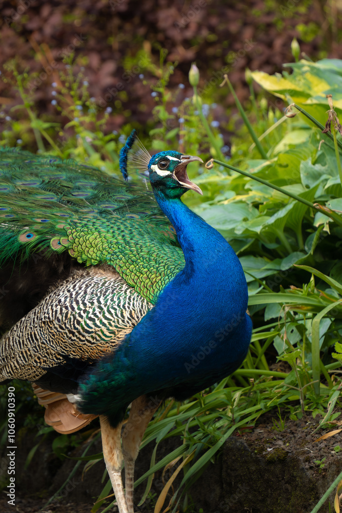Fototapeta premium Elegant male peacock with fanned train to attract female, courtship display