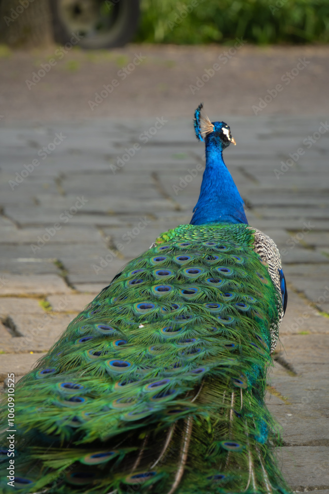 Obraz premium Elegant male peacock with fanned train to attract female, courtship display