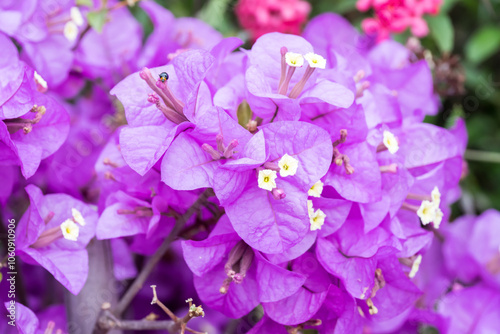 Beautiful great bougainvillea flowers. photo