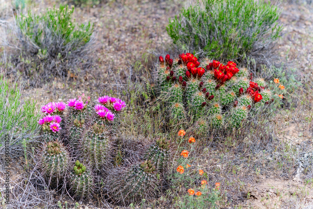 Obraz premium Blooming cactus in Arches NP, Utah, USA