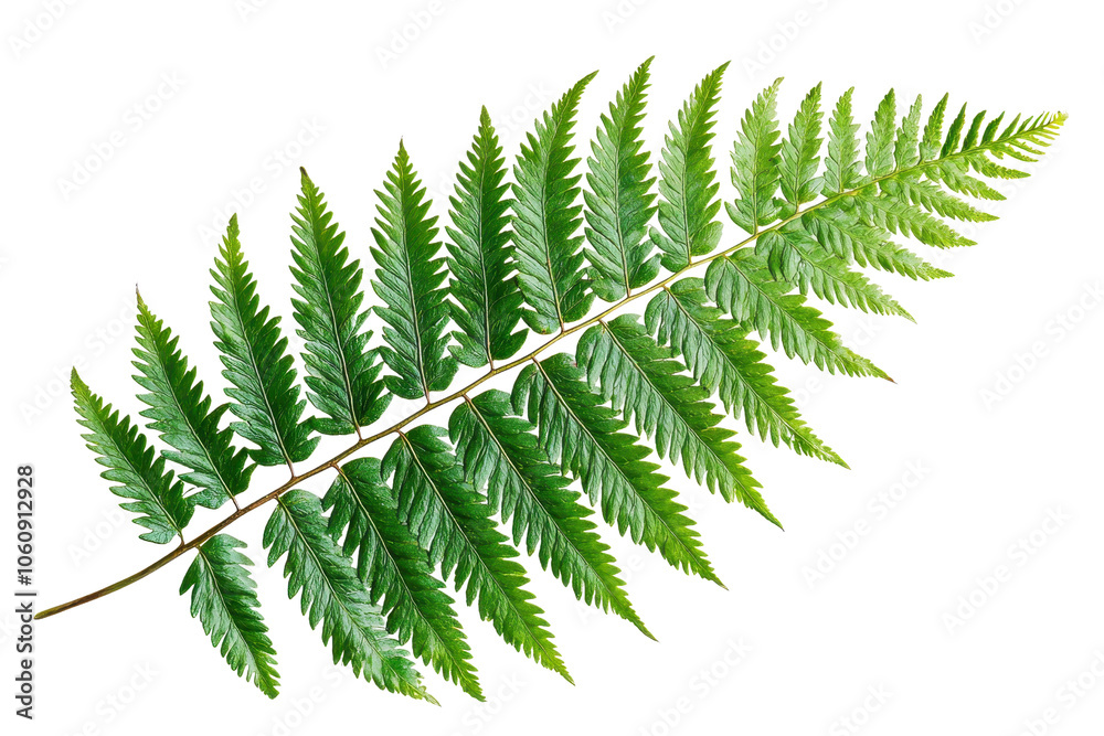 Vibrant green fern leaf isolated on a transparent background. displaying intricate patterns and natural beauty, perfect for botanical themes. Vibrant green fern leaf isolated on a transparent background. displaying intricate patterns and natural beauty, perfect for botanical themes.