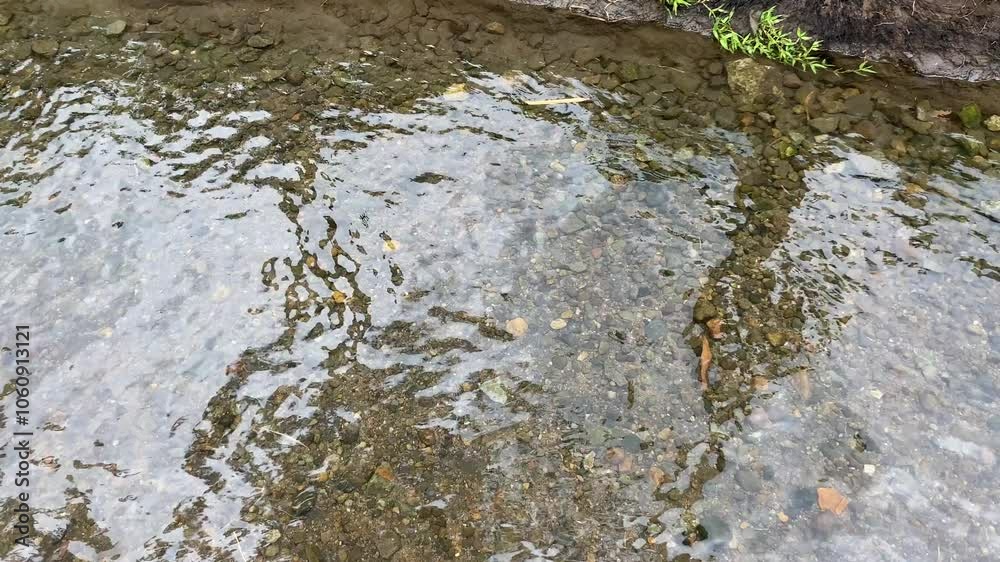 Clear water flow over rocky bottom river Clear water flow over rocky bottom river