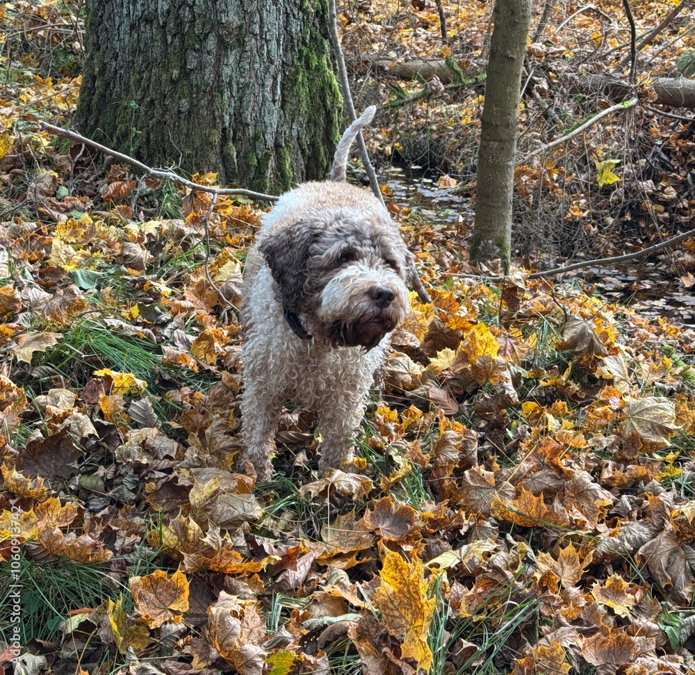 Portrait eines Lagotto Romagnolo Hundes