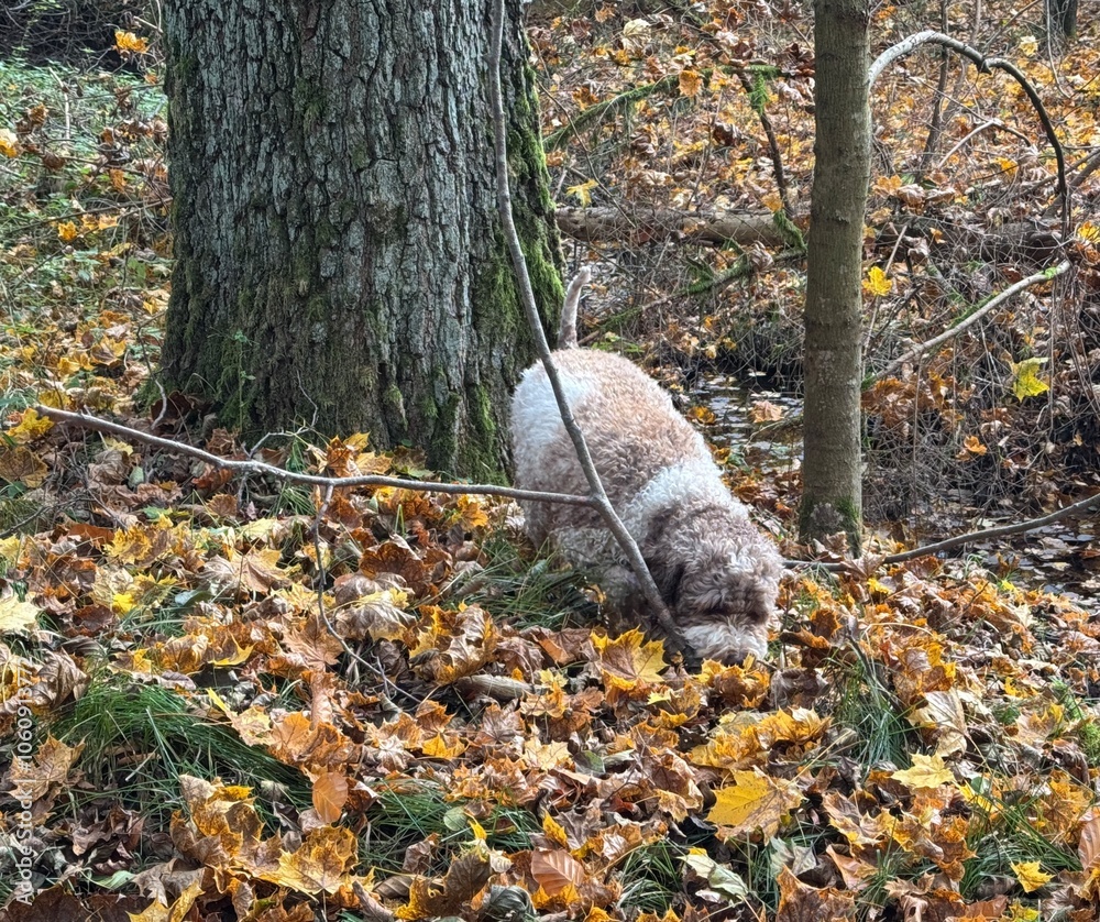 Portrait eines Lagotto Romagnolo Hundes