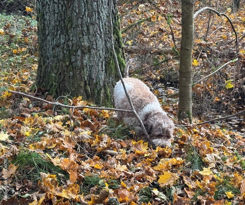 Portrait eines Lagotto Romagnolo Hundes  photo