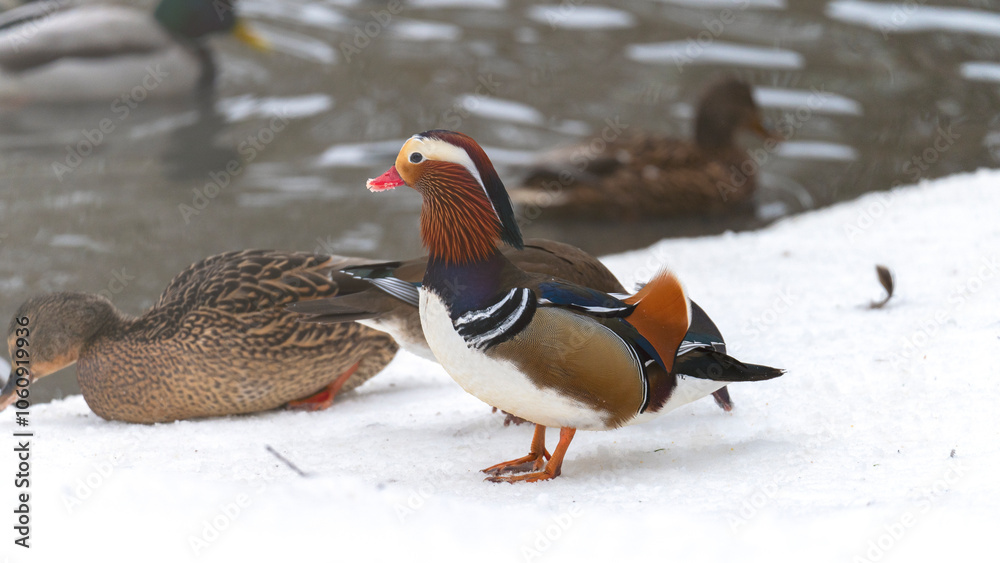 A bird with a red beak stands on a snowy surface. The bird is surrounded by other birds, some of which are also standing on the snow. The scene is peaceful and serene A bird with a red beak stands on a snowy surface. The bird is surrounded by other birds, some of which are also standing on the snow. The scene is peaceful and serene