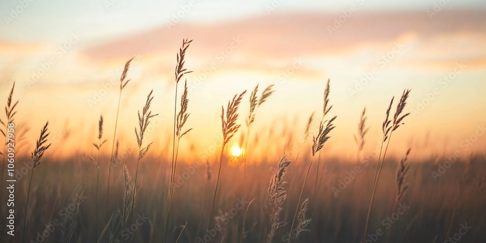 Obraz premium Golden Sunset Over Grass Field
