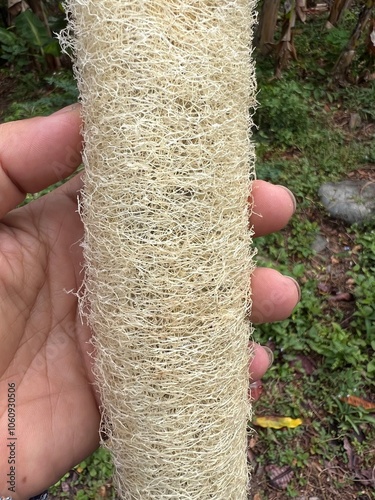 Scourer made of natural raw white fibers