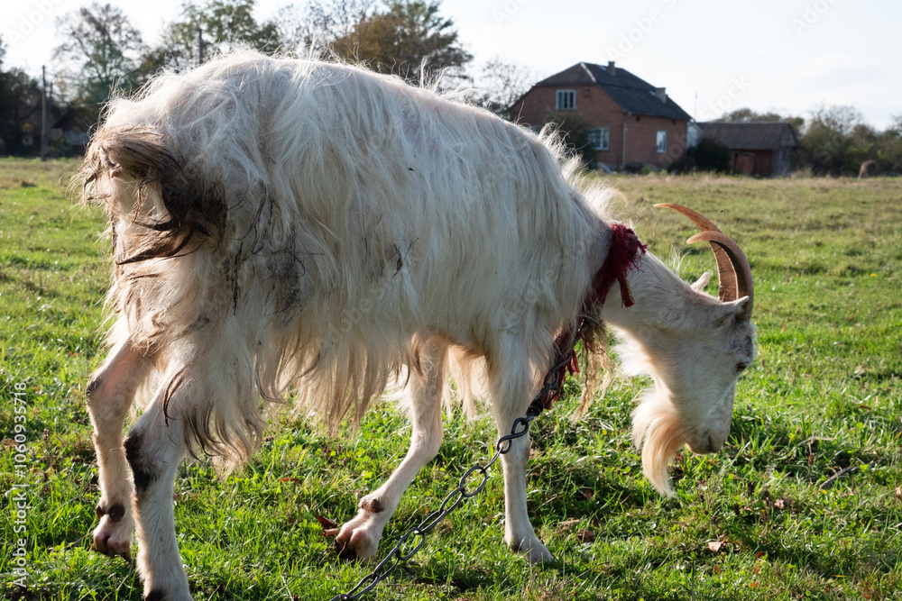 Obraz premium Goats graze on the meadow. Agriculture. Care of goats.