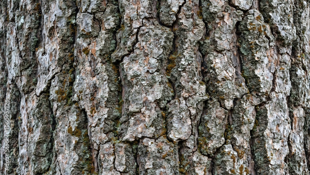 Detailed texture of old oak tree bark with moss Detailed texture of old oak tree bark with moss