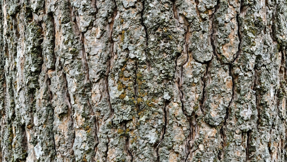 Detailed texture of old oak tree bark with moss Detailed texture of old oak tree bark with moss