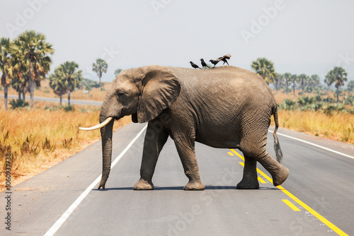African bush elephant photo
