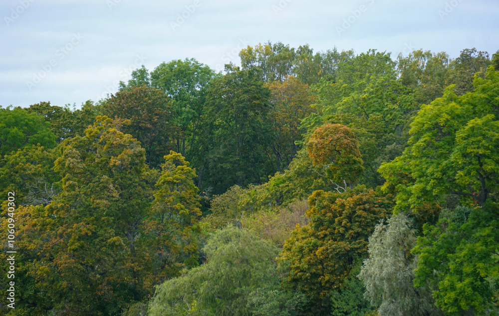 View of a forest during the autumn View of a forest during the autumn