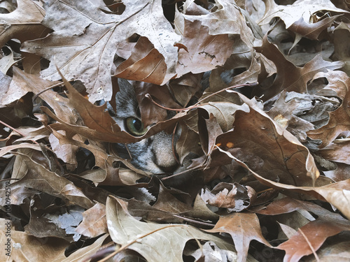 close up cat emerging from autumn leaves