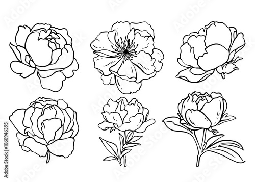 Sketch Flower Botany Collection. Flower Drawings. Black and White with Line Art on White Background. Isolated botanical flower. Botanical garden. Hand Drawn