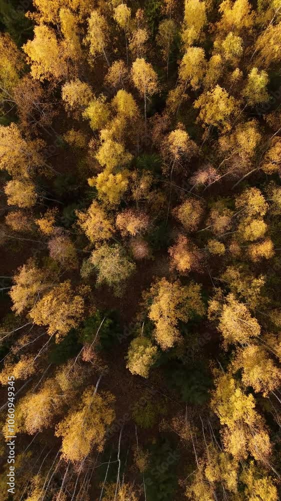 Aerial view of autumn forest with vibrant yellow and orange foliage. Drone shot of autumn forest with dense yellow-orange foliage in warm, natural light. Aerial view of autumn forest with vibrant yellow and orange foliage. Drone shot of autumn forest with dense yellow-orange foliage in warm, natural light.