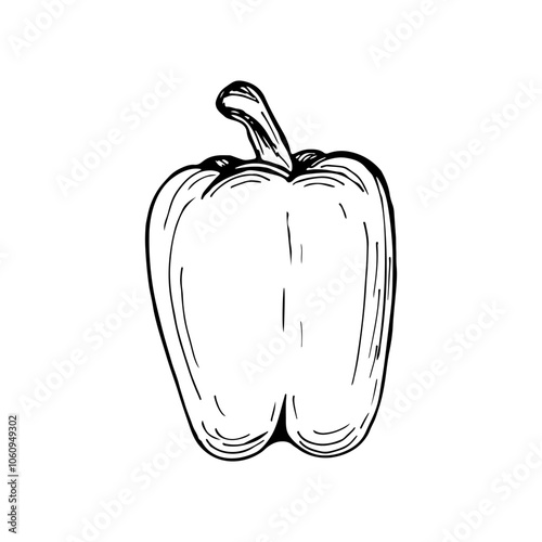 Bell pepper sketch outline illustration. Simple doodle drawing in engraving style. Hand drawn vector line art clipart isolated on white background