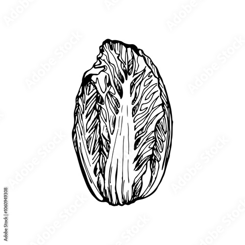Chinese cabbage sketch outline illustration. Simple doodle drawing in engraving style. Hand drawn vector line art clipart isolated on white background