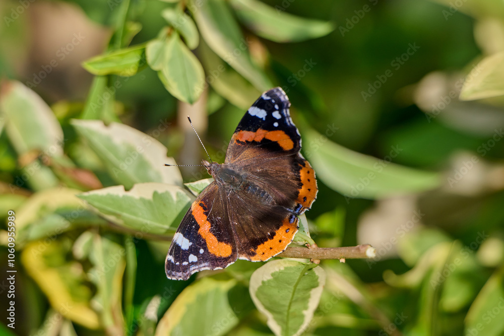 close-up of a butterfly Atalanta with beautiful green background close-up of a butterfly Atalanta with beautiful green background