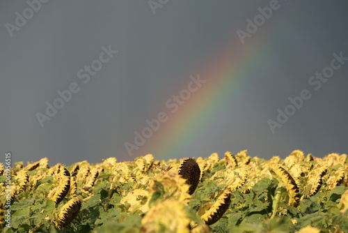 Un arc en ciel au dessus des tournesols.