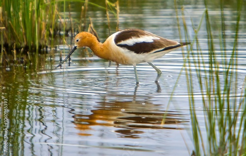 An avocet feeding in a shallow wetland photo